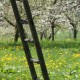 Avatar von giardino