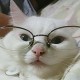 akisute3@github