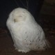 User avatar for babaowly