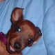 Daisy