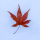 Avatar for utakaha