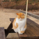 Meaw