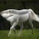 Spell6421