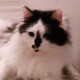 #GEORGEthecat