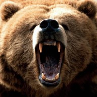 bear_kemono