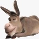 donkey42