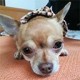 hayori@github