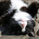 Panagiotis