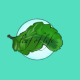Leaf Of Life Herbs Llc