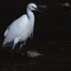 heron