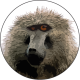 BaffledBaboon
