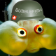BubbleFisch