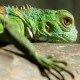 iguana007's picture