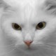 Andrey Zabolotnyi's avatar