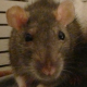 baguasquirrel