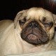 pugdog