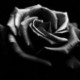 Black rose نیم‌رخ