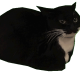 Avatar for tachiyama