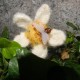 Avatar von needlework