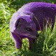 PurpleMongoose