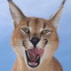 Shib