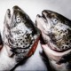 Fishhead