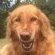 Doge Lord