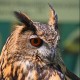 Hibou(56)