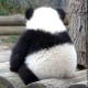 pandas's picture