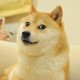 HungryDoges_