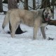 Avatar of DAC/Alaskan wolfhound