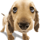 dogsmaw