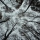 Avatar for Branches of Thought