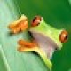 hudumacyber