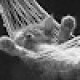 DTcat