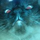 chomovva Avatar