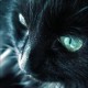 comment.user.url_name