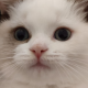 techie kitt