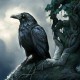 Raven802