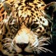 User avatar for jaguarbg