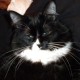 TurkeyCat
