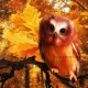 Paffy