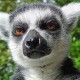 Maikuolan Avatar
