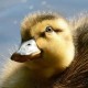 Fluffy Duck Studios