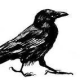 ravencrimereads avatar