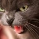 liviu Profile Pic 