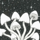 Psilocybe