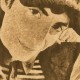DMN