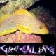 TheGreenLing