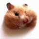 inf4mousy